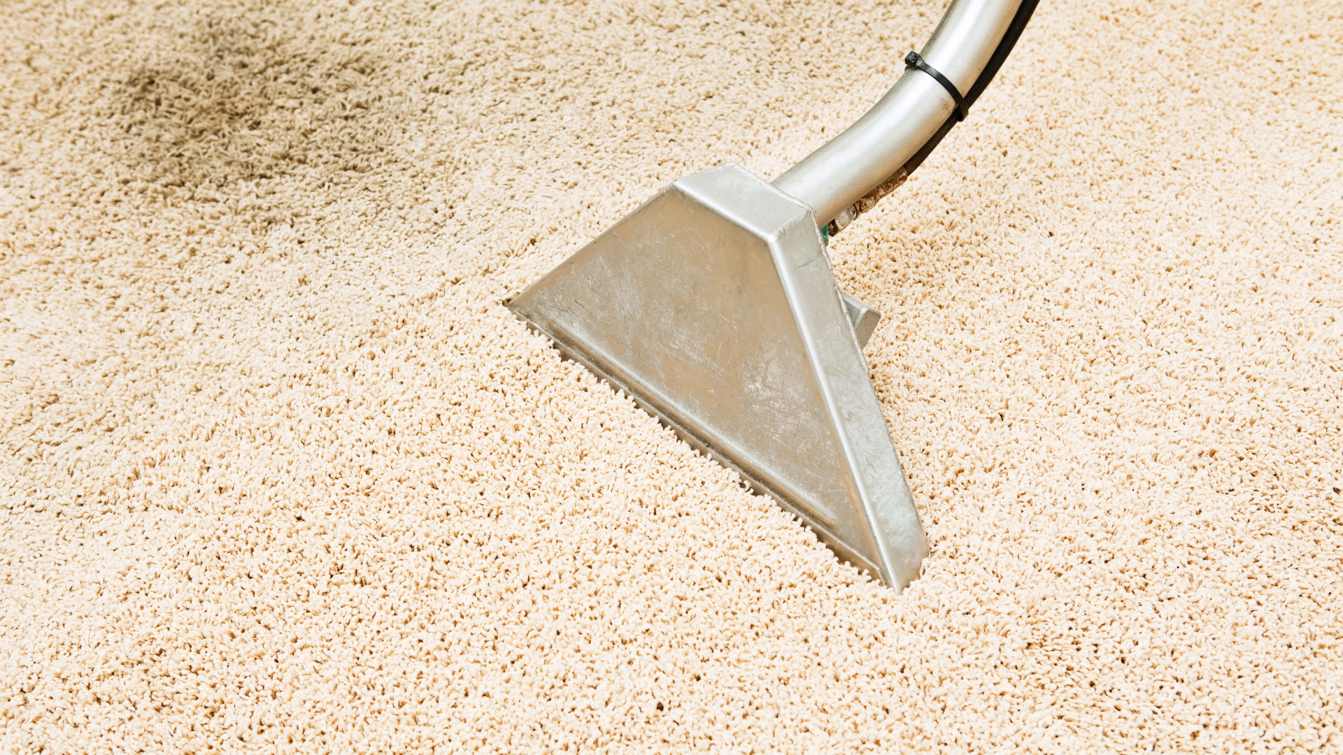 A carpet restoration in progress, removing tough stains from a light-colored carpet